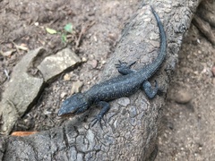 Ninurta coeruleopunctatus