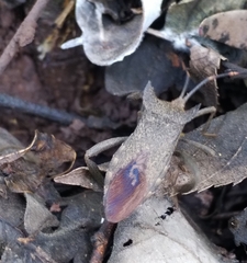Elasmopoda