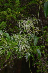 Clematis glycinoides