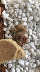 Afrogecko porphyreus