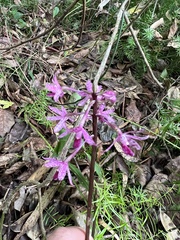 Dipodium punctatum
