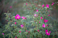 Rosa glabrifolia
