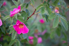Rosa glabrifolia