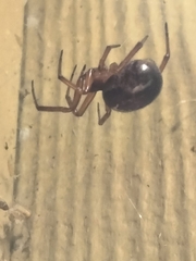 Steatoda nobilis