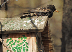 Sturnus vulgaris