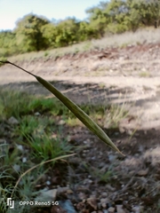Cleome angustifolia