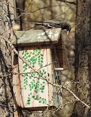 Sturnus vulgaris
