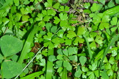 Hydrocotyle tripartita