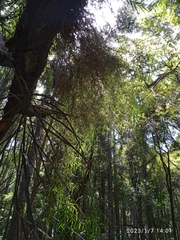 Dendrobium cunninghamii