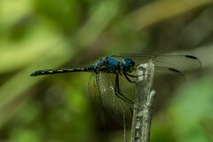 Trithemis stictica