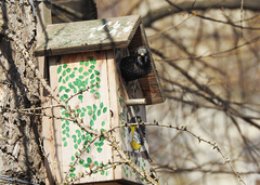Sturnus vulgaris