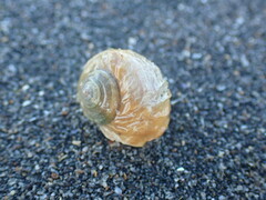 Amphibola crenata