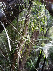 Dendrobium cunninghamii