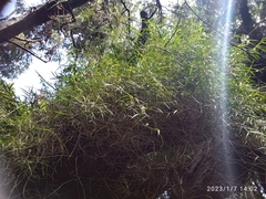 Dendrobium cunninghamii