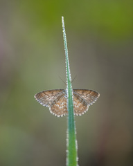 Scopula immorata