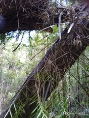 Dendrobium cunninghamii