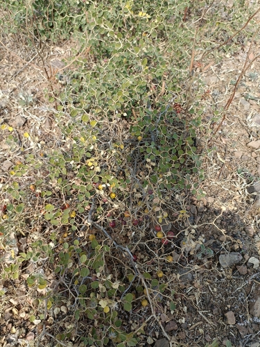 Image of Ziziphus nummularia by (c) Malaika Mathew Chawla, some rights reserved (CC BY)