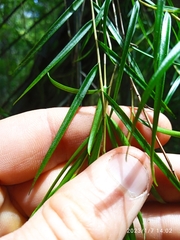 Dendrobium cunninghamii
