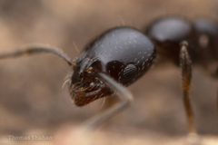 Monomorium minimum