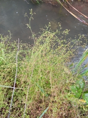 Galium divaricatum