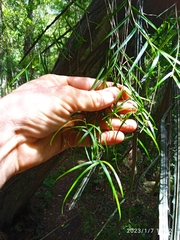 Dendrobium cunninghamii