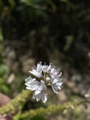 Veronica derwentiana