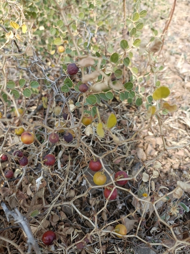 Image of Ziziphus nummularia by (c) Malaika Mathew Chawla, some rights reserved (CC BY)