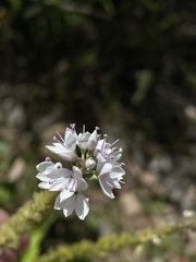 Veronica derwentiana