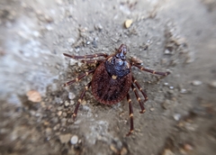 Amblyomma triguttatum