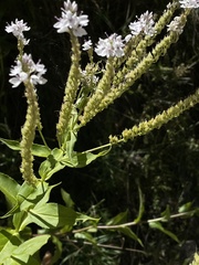 Veronica derwentiana