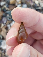 Phasianotrochus eximius