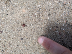 Amblyomma triguttatum