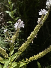 Veronica derwentiana