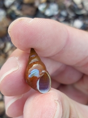 Phasianotrochus eximius