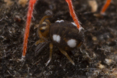 Sminthurinus quadrimaculatus