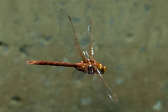 Anax speratus