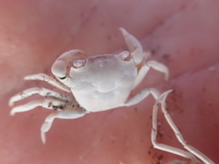 Hemigrapsus crenulatus