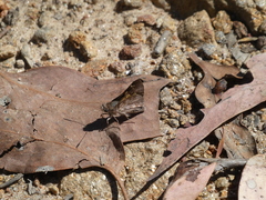 Trapezites phigalioides