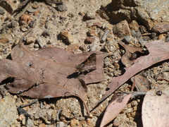 Trapezites phigalioides