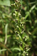 Platanthera flava herbiola