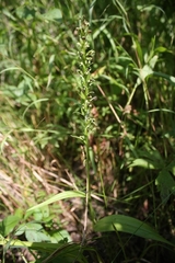 Platanthera flava herbiola