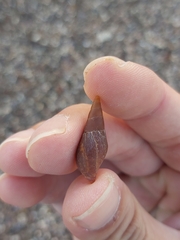 Isara carbonaria