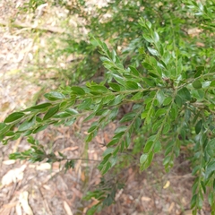 Acacia howittii