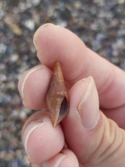 Isara carbonaria