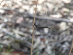Pilacmonotus sabulosus