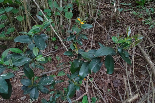 Pimenta racemosa observed 2022-12-30