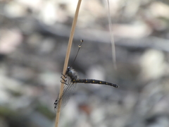 Pilacmonotus sabulosus