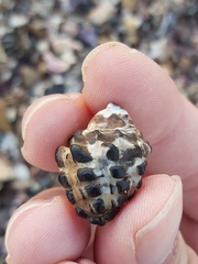 Tenguella marginalba