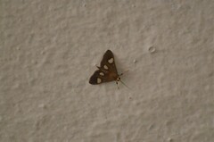 Ulopeza flavicepsalis