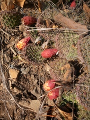 Opuntia macrorhiza